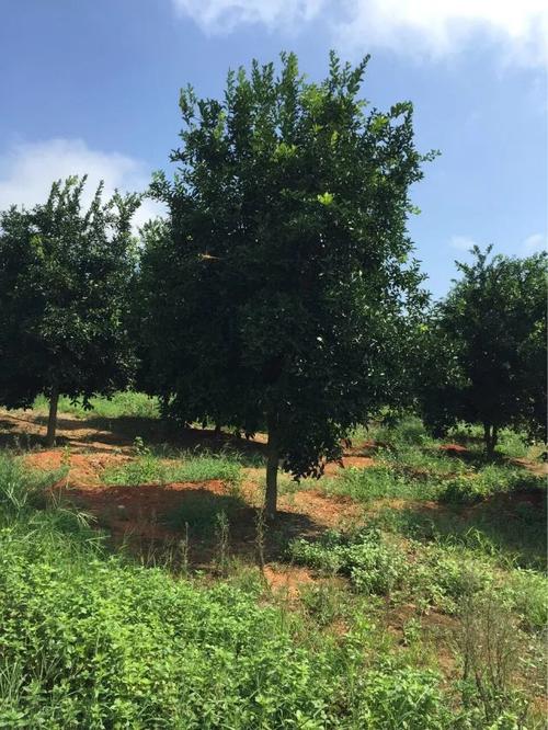 九江林木種子|江西九江苗木|江西苗木價格表|江西巨紫荊|江西苗木價格