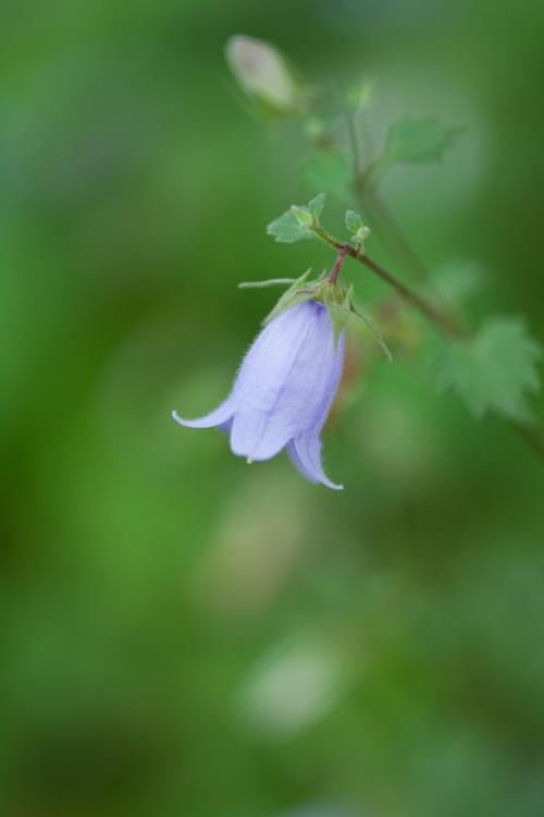 花朵,其他種類的植物,君影草,鈴蘭,山谷百合,風(fēng)鈴草,植物花卉鈴蘭花