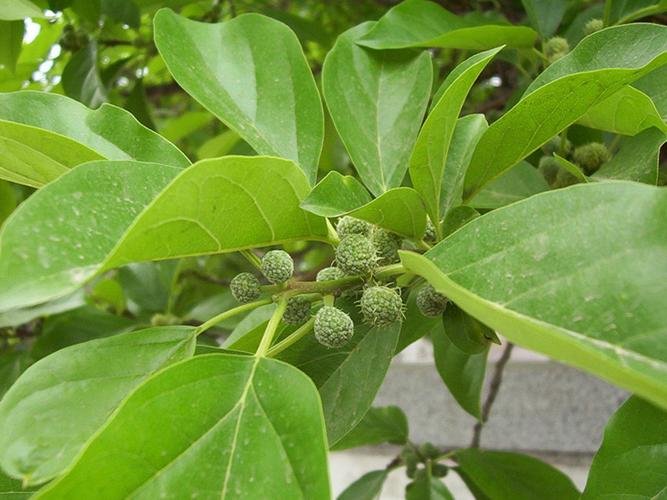 柘樹種子價格 柘樹種子批發 林木種子銷售圖片_5