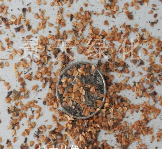 批發各種林木種子 江南榿木種子 新種子 提供種植技術 包發芽