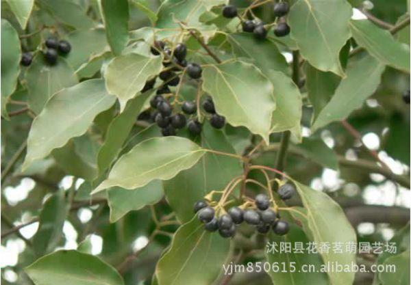 供應新采林木大葉香樟種子烏樟樹桴樹耐凍可以廣泛種植