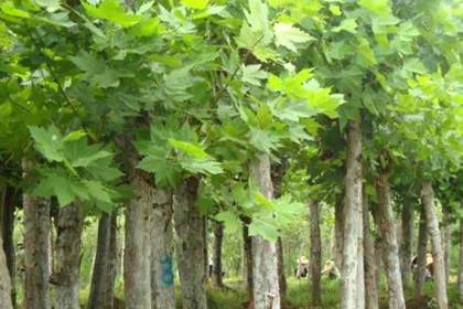 望都林木產品信息_找信息上望都百業網林木頻道