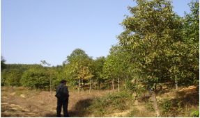 林木種質(zhì)資源發(fā)掘 創(chuàng)制與利用 策略與方法 第二期 姜景民