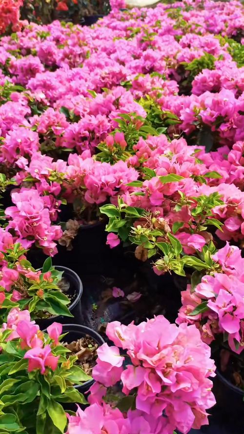 明天下午3點試播,記得來撿漏 花卉綠植