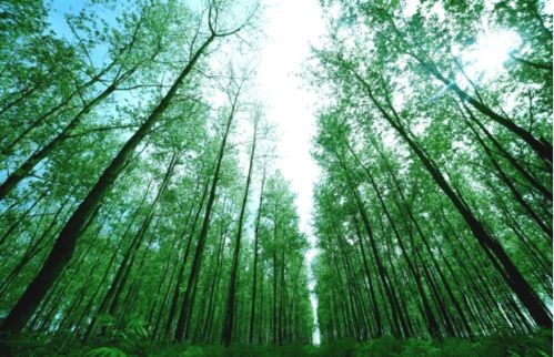 種 綠芙蓉國, 苗 繪瀟湘錦 湖南國家林木種質(zhì)資源庫 六