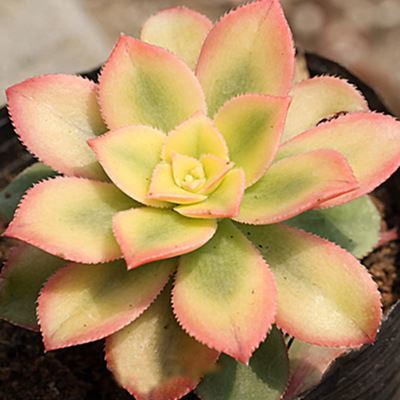 多肉植物 清盛錦 肉肉辦公桌面綠植花卉 客廳植物花卉盆景 033圖片|多肉植物 清盛錦 肉肉辦公桌面綠植花卉 客廳植物花卉盆景 033產品圖片由通海春舞枝花卉有限公司公司生產提供-企業庫網