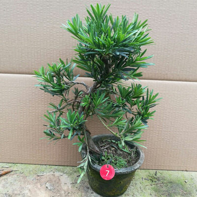 實拍羅漢松微型樹樁盆栽雀舌樹苗 推薦