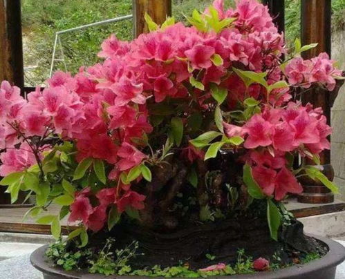 養(yǎng)開花類花卉,要施這種肥料才能多開花,用錯(cuò)了只長(zhǎng)葉子不開花