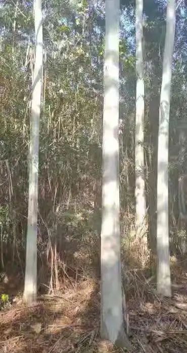 福建省泉州市泉港區(qū)國有筆架山林場(chǎng)林木采伐權(quán)拍賣公告