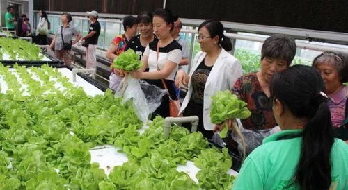 蔬菜主題 休閑農業園可塑性這么高,你造嗎