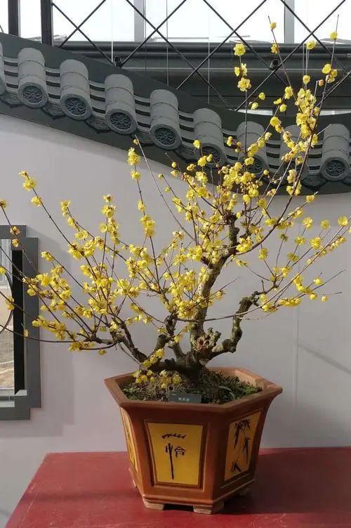 1,臘梅花盆景(臘梅花盆景圖片大全)