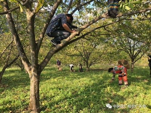 小核桃如何賣高價