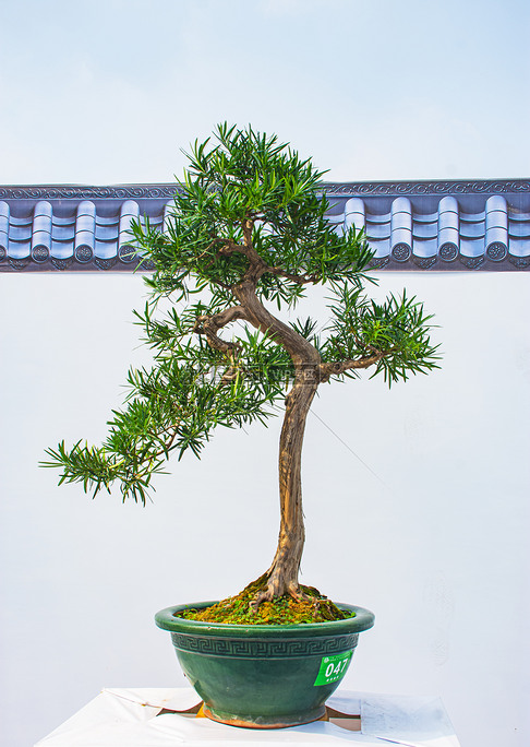 盆景藝術(shù)節(jié)獲獎作品攝影