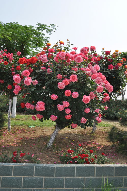 樹狀月季,是一種好看又好養的庭院花卉,超級漂亮