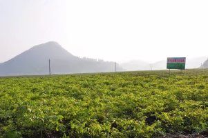 羅平縣 林木種苗內(nèi)需充裕