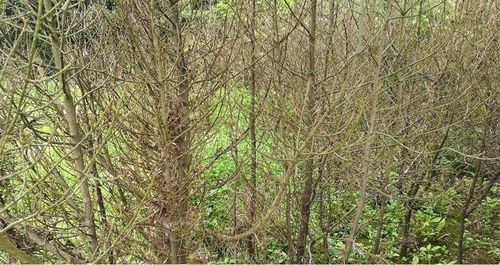 預(yù)警 一種新的毀滅性林木害蟲在溫州多地暴發(fā)