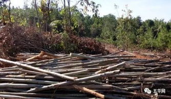 五華這6個人對山上桉樹偷偷干了這事,結果被判刑