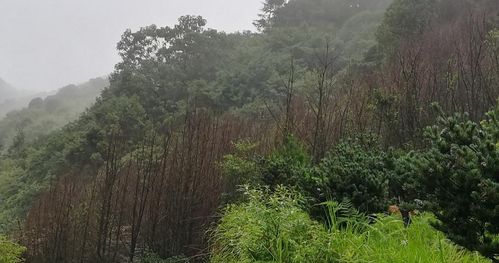 預(yù)警 一種新的毀滅性林木害蟲在溫州多地暴發(fā)