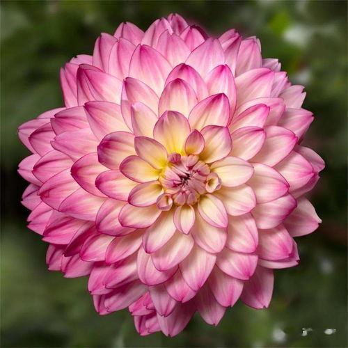 先正達花卉無性系品種 新品