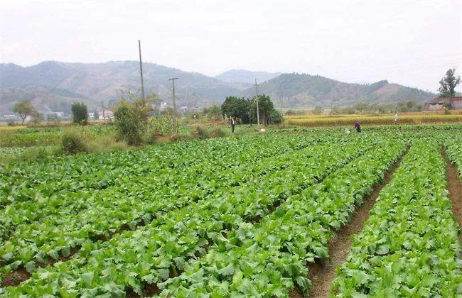 因此在育苗期間,我們要注意為蔬菜培育一個健壯發達的根系.