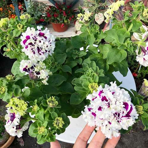 推薦垂吊盆栽陽臺花卉愛慕矮牽?；? />
</span>
<span id=