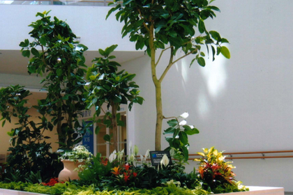 萊州林木產(chǎn)品信息_找信息上萊州百業(yè)網(wǎng)林木頻道