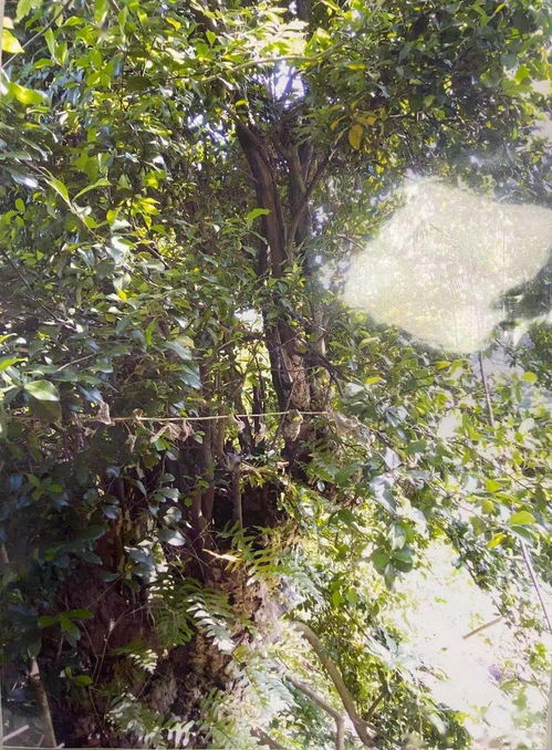 習(xí)水公安擒獲盜竊團(tuán)伙,涉案金額高達(dá)7萬余元