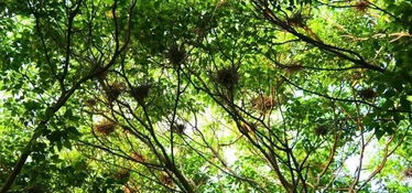 點贊 濱海林木覆蓋率全市第一