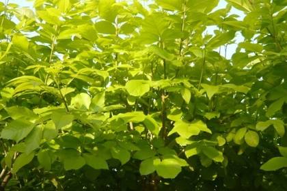 魚臺林木產品信息_找信息上魚臺百業網林木頻道