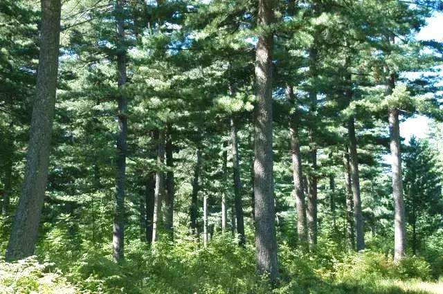 進口紅松種子 紅果松種子 松樹種子 林木種子 陽臺庭院盆栽種子