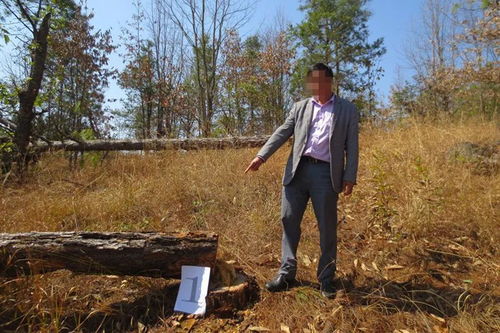 峨山縣森林公安局破獲一起濫伐林木案