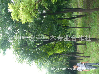 長(zhǎng)期供應(yīng)各種規(guī)格的石榴樹8-12公分的石榴樹_經(jīng)濟(jì)林木_農(nóng)林牧漁行業(yè)_產(chǎn)品_中國(guó)特產(chǎn)網(wǎng)