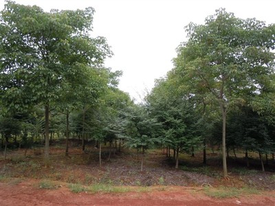 重陽木江西九江綠化苗木,林木種子-九江縣排山林場(chǎng)商鋪供應(yīng)列表-第1頁