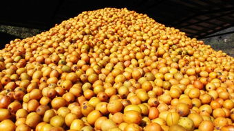 鄉(xiāng)土珍貴樹種南酸棗進(jìn)入國家林木種質(zhì)資源庫 齊云山食品南酸棗國家林木種質(zhì)資源庫建設(shè)獲批