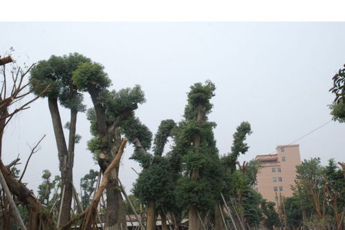 南方珍貴樹木價(jià)格 風(fēng)順園藝場(chǎng)供 南方大香樟樹 南方珍貴樹木價(jià)格圖片大全 佛山市風(fēng)順園藝場(chǎng)