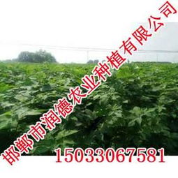 牧桑苗價(jià)格,牧桑苗廠家,邯鄲潤德農(nóng)業(yè)價(jià)格 牧桑苗價(jià)格,牧桑苗廠家,邯鄲潤德農(nóng)業(yè)廠家  