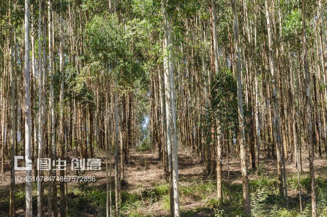 林木種植園Trees Forest Plantation
