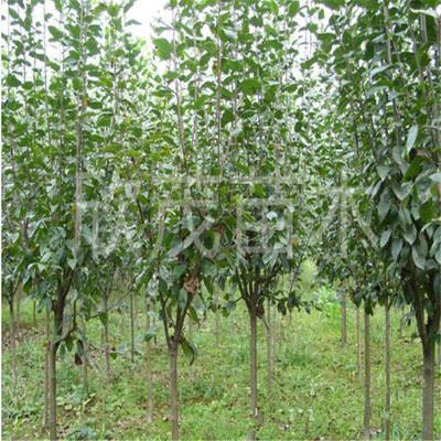 林木種子 基地綠化苗木批發 西府海棠苗 速生海棠規格齊全 量大優惠-沭陽縣新河鎮欣茂苗木園藝場提供林木種子 基地綠化苗木批發 西府海棠苗 速生海棠規格齊全 量大優惠的相關介紹、產品、服務、圖片、價格沭陽縣新河鎮欣茂苗木園藝場、苗木、工程苗、綠化小苗、果樹苗、草坪皮、地被植物、喬木、灌木、西府海棠、櫻花小苗、園藝工具、花盆