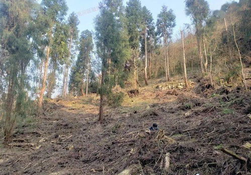 關(guān)注︱區(qū)公安局破獲特大濫伐林木案件