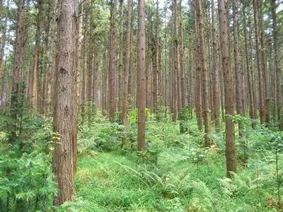 福建省審(認(rèn))定通過27個林木品種