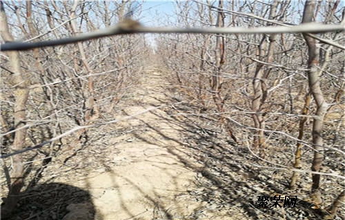 冬棗2號棗樹苗 冬棗2號棗樹苗每株單價