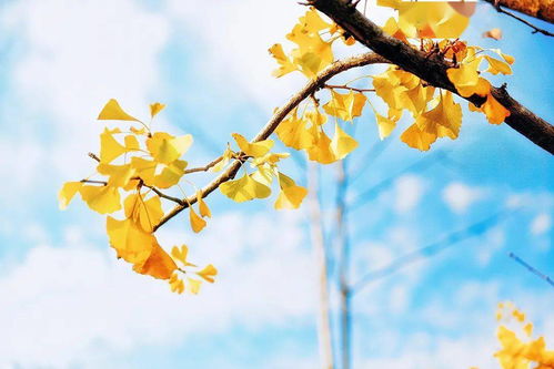 食用林產品質量安全科普小常識