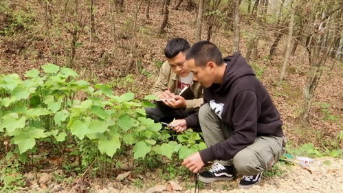 貴州望謨 加強林木種質資源保護 奏響生態文明奮進樂章