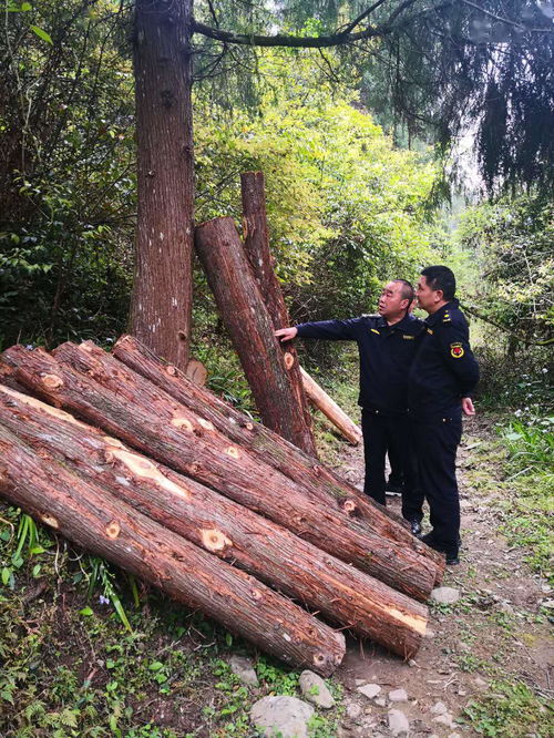 余慶縣綜合行政執(zhí)法局查獲一起盜伐林木案