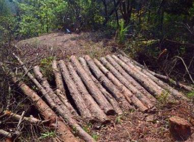 2020年濫伐林木罪無罪辯護詞怎么寫?