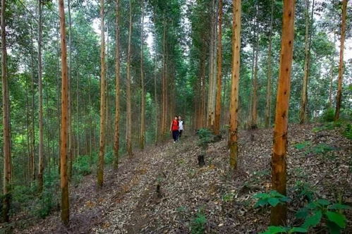 好消息 土地承包到期再延長,最長可以達(dá)到50年