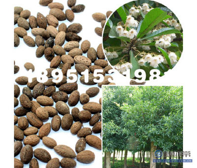 【大葉杜英林木種子花木樹種工程綠化苗木種子庭院種植基地直銷】沭陽縣瑞智花卉苗木園藝場 - 產(chǎn)品庫