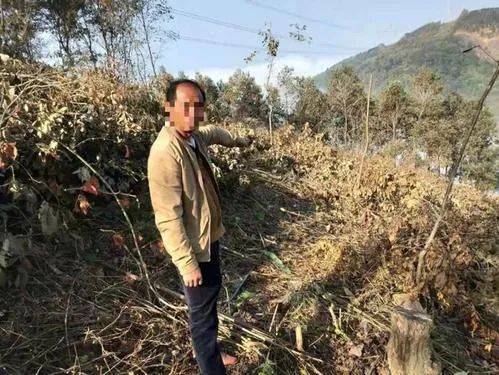 萍鄉(xiāng)一村民砍伐自己承包山場上的林木被抓了