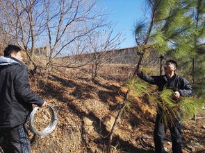 保衛(wèi)處義務(wù)扶正后山林木