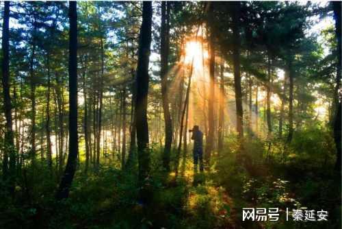 從林木匱乏到滿山蔥郁,40年來子午嶺生態(tài)逆轉(zhuǎn),華北豹王者歸來